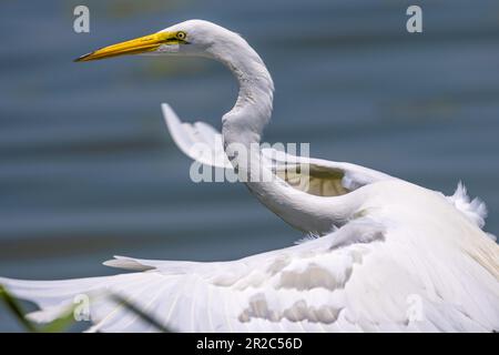 Beautiful and elegant great heron in flight over Lake Apopka along the Healthy West Orange Boardwalk Trail at the Oakland Nature Preserve near Orlando. Stock Photo