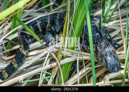 Baby alligator on the shoreline of Lake Apopka along the Healthy West Orange Boardwalk trail at the Oakland Nature Preserve in Oakland, Florida. (USA) Stock Photo
