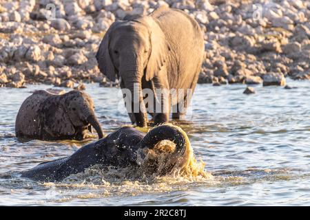 Telephoto shot of a baby elephant, enjoying itself while taking a bath in a waterhole in Etosha National Park, Namibia. Stock Photo