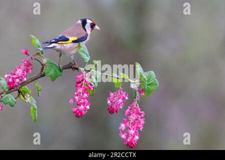European Goldfinch [ Carduelis carduelis ] on flowering currant stem [ Ribes sanguineum ] Stock Photo