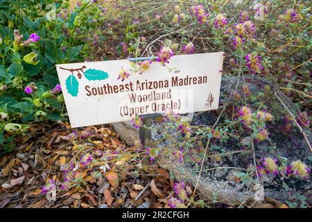 Pink wildflowers from the Southeast Arizona Madrean Woodland (Upper ...