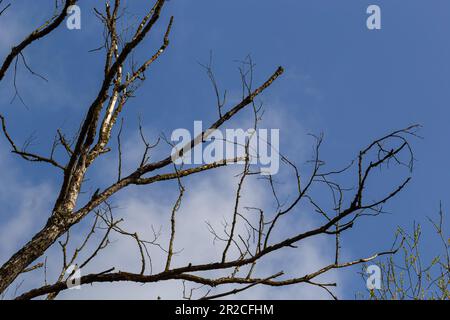 dry tree branches on a blue sky background, dead tree concept of environmental protection. Stock Photo