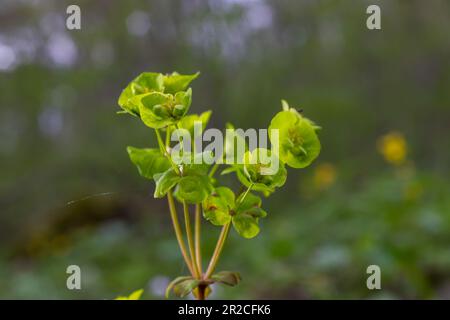 Close up of the yellow flowers of Cypress spurge Euphorbia cyparissias or leafy spurge Euphorbia esula. Stock Photo
