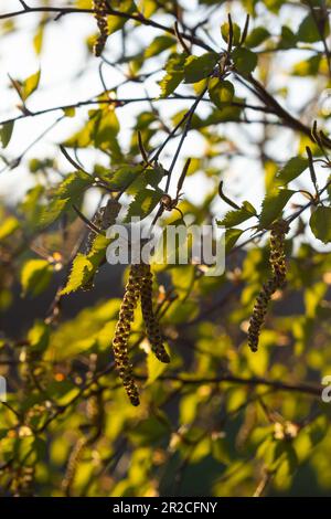 Close up view of flowering yellow catkins on a river birch tree betula nigra in spring, with blue sky background. Stock Photo