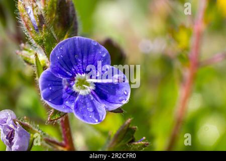 Closeup on the brlliant blue flowers of germander speedwell, Veronica chamaedrys growing in spring in a meadow, sunny day, natural environment. Stock Photo