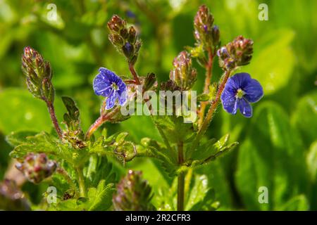 Closeup on the brlliant blue flowers of germander speedwell, Veronica chamaedrys growing in spring in a meadow, sunny day, natural environment. Stock Photo