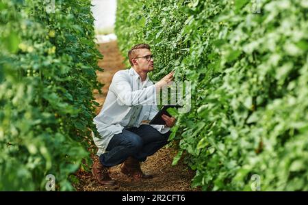 Expert, plants and science with tablet for research in the environment for growth on a farm. Scientist, analysis and greenhouse with technology for Stock Photo