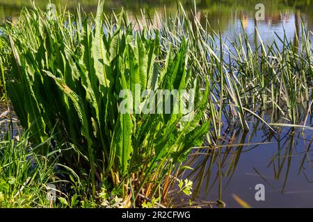 Close up of Yellow flag irisses Iris pseudacorus and Great water dock Rumex hydrolapathum. Stock Photo