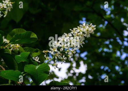 The blossoming bird cherry branch against the background of the blue sky. Spring. Macro. Flower vegetable background horizontally. Prunus padus. Stock Photo