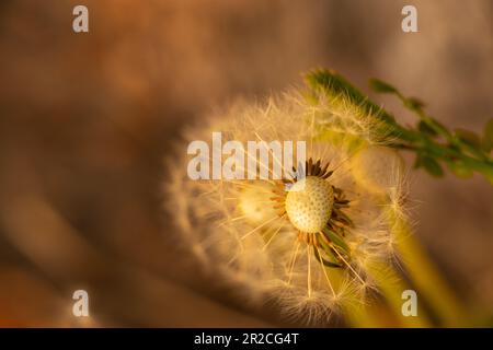 dandelion at sunset in spring close-up Stock Photo