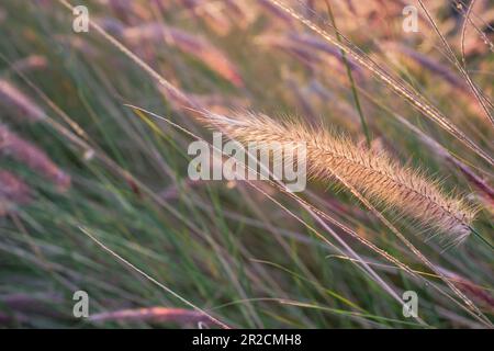 Dry grass in the rays of the setting sun, blurred background, natural landscape, close-up, idea for wallpaper or advertising of natural products Stock Photo