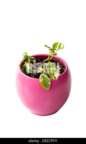 Epipremnum N'joy pothos plant in a beautiful ceramic pot on isolated white background Stock Photo