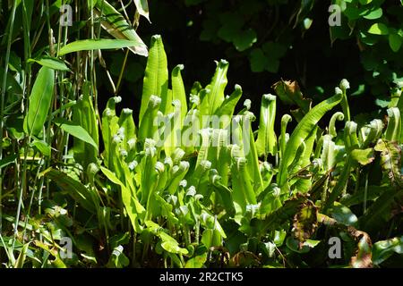 Young leaves of a hart's-tongue fern (Asplenium scolopendrium) with curled top. Dutch garden. In the sun. spring, May. Stock Photo