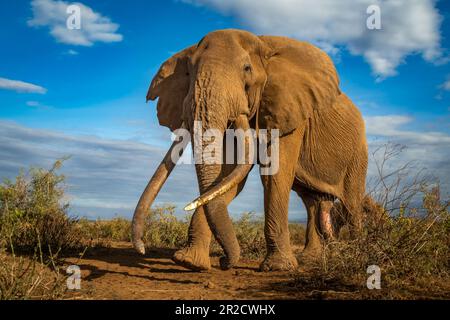 Wide-angle portrait of Craig, the super-tusker elephant Stock Photo