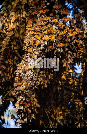 Big colony of Monarch butterflies  (Danaus plexippus) close-up in the forest in the park El Rosario, Reserve of the Biosfera Monarca. Angangueo, State Stock Photo