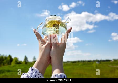 Woman's hands holding transparent teapot with herbal tea. Collects fresh green herbs harvest and make healthy tea. Blurred image, selective focus Stock Photo