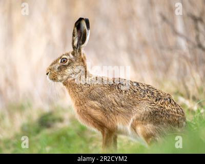 The European hare (Lepus europaeus), also known as the brown hare Stock Photo