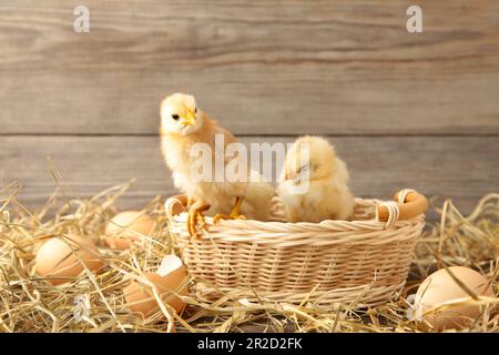 Three chicks in a basket on grey background Top view Stock Photo