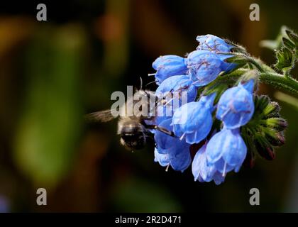 Comfrey officinalis in the rays of the morning sun with a bee collecting honey. Stock Photo