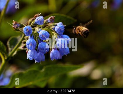 Comfrey officinalis in the rays of the morning sun with a bee collecting honey. Odesssa Ukraine. Stock Photo