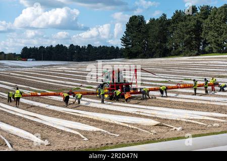 Migrant workers picking asparagus Stock Photo