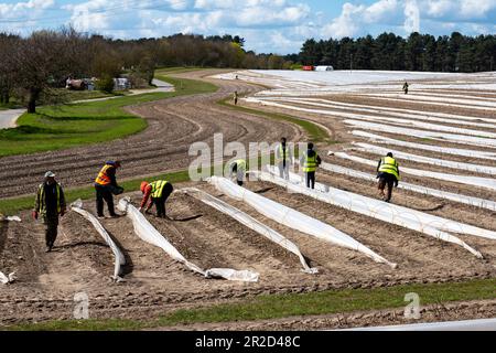 Migrant workers picking asparagus Stock Photo