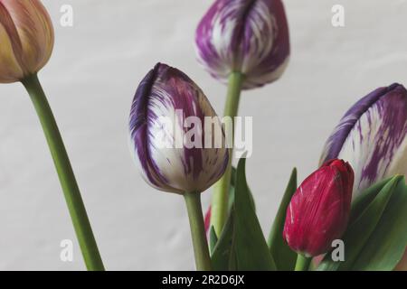 Purple and red tulips in a vase close-up against a light background. Stock Photo