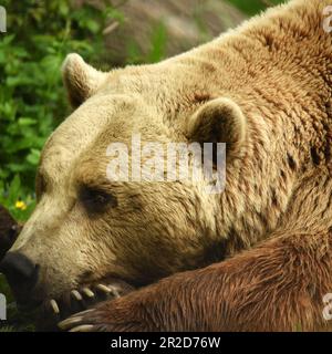 'European Brown Bears', 'Port Lympne', 'Kent', 'Wildlife Park', 'Animal conservation', 'sleeping beauty', 'tree climbing bear', 'Hanging around' Stock Photo