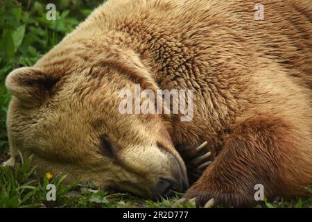 "European Brown Bears", "Port Lympne", "Kent", "Wildlife Park", "Animal conservation", "sleeping beauty", "tree climbing bear", "Hanging around" Stock Photo