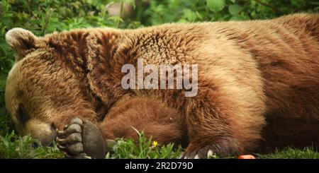 'European Brown Bears', 'Port Lympne', 'Kent', 'Wildlife Park', 'Animal conservation', 'sleeping beauty', 'tree climbing bear', 'Hanging around' Stock Photo