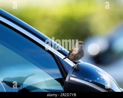 A Dunnock; Prunella modularis; looking at its reflectiion in a car window in Ambleside, Lake District, UK. Stock Photo