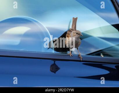 A Dunnock; Prunella modularis; looking at its reflectiion in a car window in Ambleside, Lake District, UK. Stock Photo