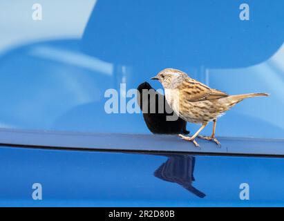 A Dunnock; Prunella modularis; looking at its reflectiion in a car window in Ambleside, Lake District, UK. Stock Photo