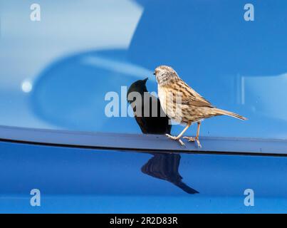 A Dunnock; Prunella modularis; looking at its reflectiion in a car window in Ambleside, Lake District, UK. Stock Photo