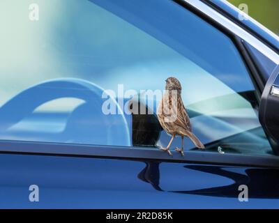 A Dunnock; Prunella modularis; looking at its reflectiion in a car window in Ambleside, Lake District, UK. Stock Photo