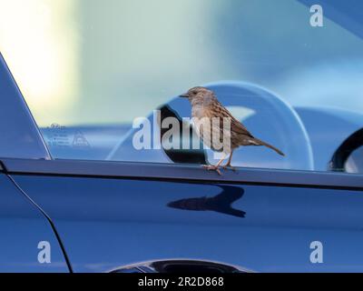 A Dunnock; Prunella modularis; looking at its reflectiion in a car window in Ambleside, Lake District, UK. Stock Photo