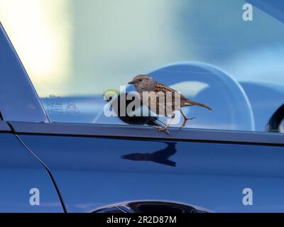 A Dunnock; Prunella modularis; looking at its reflectiion in a car window in Ambleside, Lake District, UK. Stock Photo