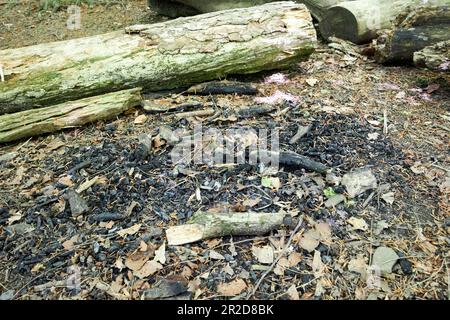 remains of a burned out campfire in Beacon Country Park upholland skelmersdale lancashire england uk Stock Photo