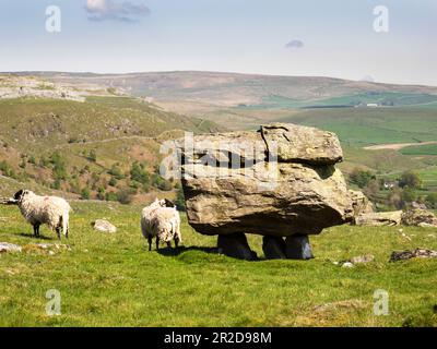 The famous Norber glacial erratics on the southern slopes of Ingleborough, Yorkshire Dales, UK. Stock Photo