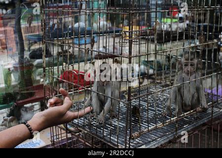 File:Baby monkey in cage, Jatinegara Market.jpg - Wikimedia Commons