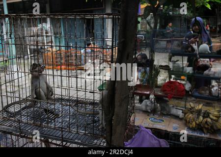 May 19, 2023, Yogyakarta, Yogyakarta, Indonesia: Baby long-tailed macaques (Macaca fascicularis) are sold at an animal market in Yogyakarta. According to the International Union for Conservation of Nature (IUCN) Red List, the long -tailed macaque and pig-tailed macaque are officially declared as endangered in the wild. But in Indonesia, the suffering of these species continues as they are still not protected. Baby monkeys are taken from the forest by killing their mothers and traded at the animal market. Some end up as street beggars and some become pets and are exploited as content material o Stock Photo