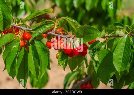 Sweet red cherry on a green tree branches, full of ripe red fruit in spring, selective focus Stock Photo