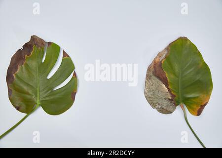 Two sick leaves of monstera on a light background. Diseases of potted flowers are gray rot, thrips and mycosis. Stock Photo