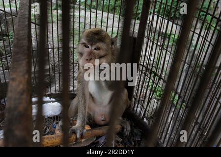 File:Baby monkey in cage, Jatinegara Market.jpg - Wikimedia Commons