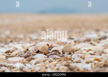 A bunch of seashells on the beach, closeup, clear sea, clear weather. Copy space above for design or content. nobody, no people, Blurred background Stock Photo