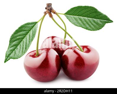 Cherry with stem and leaves isolated on white background with clipping path. Full Depth of Field Stock Photo