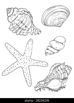 Hand drawn vector illustrations. Marine background with seashells. Collection of shell, sink and starfish. Perfect for invitations, fabric, textile, l Stock Photo