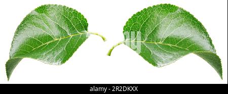 Apple leaf isolated on white background. Fruit green leaves with clipping path Stock Photo