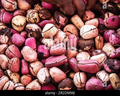 Cola nut texture Stock Photo