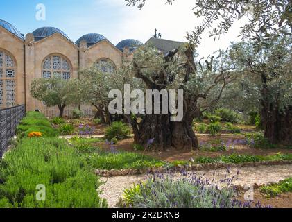 Gethsemane garden, Mount of Olives, Jerusalem Israel. Biblical place where Jesus prayed before his betrayal and capture. Stock Photo